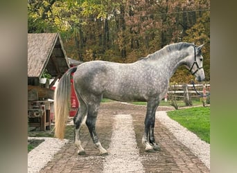 Zangersheide, Caballo castrado, 3 años, 173 cm, Tordo ruano