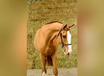 Zangersheide, Caballo castrado, 3 años, 175 cm, Alazán