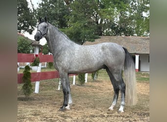 Zangersheide, Caballo castrado, 3 años, 175 cm, Bayo