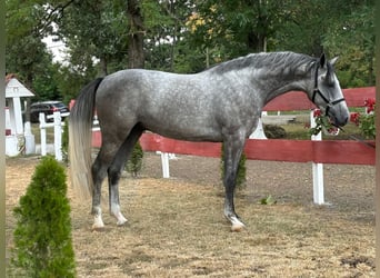 Zangersheide, Caballo castrado, 3 años, 175 cm, Bayo