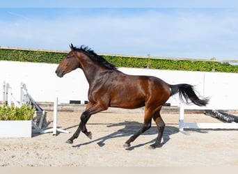 Zangersheide, Caballo castrado, 3 años, 175 cm, Castaño oscuro