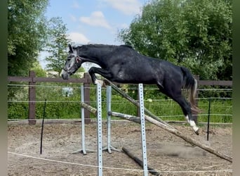 Zangersheide, Caballo castrado, 3 años, 175 cm, Grullo