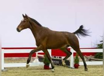 Zangersheide, Caballo castrado, 3 años, 177 cm, Castaño