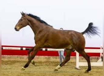 Zangersheide, Caballo castrado, 3 años, 177 cm, Castaño