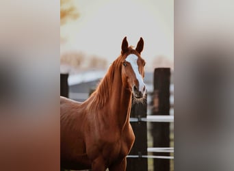 Zangersheide, Caballo castrado, 3 años, Alazán