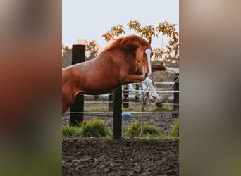 Zangersheide, Caballo castrado, 3 años, Alazán