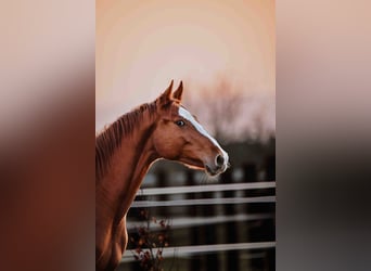 Zangersheide, Caballo castrado, 3 años, Alazán