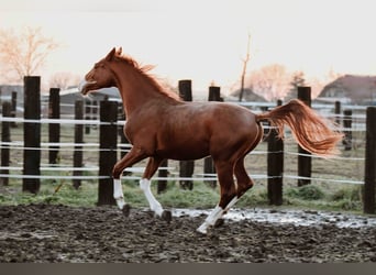 Zangersheide, Caballo castrado, 3 años, Alazán