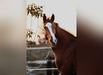 Zangersheide, Caballo castrado, 3 años, Alazán