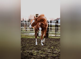 Zangersheide, Caballo castrado, 3 años, Alazán