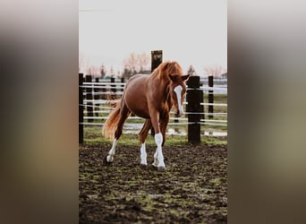 Zangersheide, Caballo castrado, 3 años, Alazán