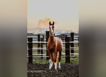 Zangersheide, Caballo castrado, 3 años, Alazán