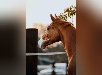 Zangersheide, Caballo castrado, 3 años, Alazán