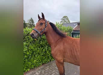 Zangersheide, Caballo castrado, 3 años