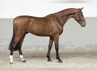 Zangersheide, Caballo castrado, 3 años, Castaño claro