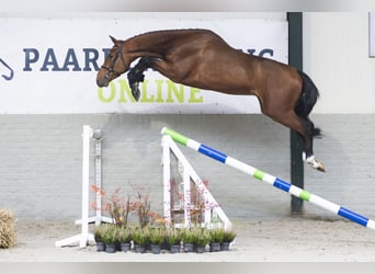 Zangersheide, Caballo castrado, 3 años, Castaño claro