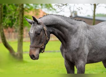 Zangersheide, Caballo castrado, 3 años, White/Blanco