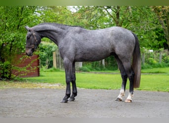 Zangersheide, Caballo castrado, 3 años, White/Blanco