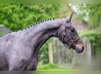 Zangersheide, Caballo castrado, 3 años, White/Blanco
