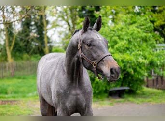 Zangersheide, Caballo castrado, 3 años, White/Blanco