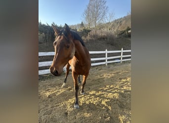 Zangersheide, Caballo castrado, 4 años, 157 cm, Castaño