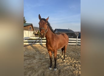 Zangersheide, Caballo castrado, 4 años, 157 cm, Castaño