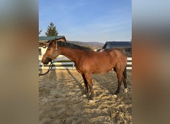 Zangersheide, Caballo castrado, 4 años, 157 cm, Castaño