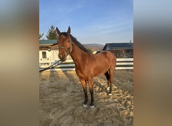 Zangersheide, Caballo castrado, 4 años, 157 cm, Castaño