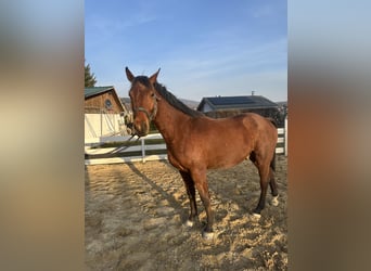 Zangersheide, Caballo castrado, 4 años, 157 cm, Castaño