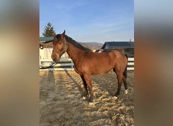 Zangersheide, Caballo castrado, 4 años, 157 cm, Castaño