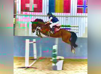 Zangersheide, Caballo castrado, 4 años, 158 cm, Castaño
