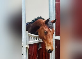 Zangersheide, Caballo castrado, 4 años, 158 cm, Castaño