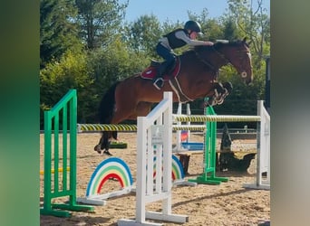 Zangersheide, Caballo castrado, 4 años, 158 cm, Castaño