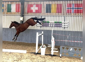 Zangersheide, Caballo castrado, 4 años, 158 cm, Castaño