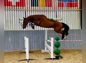 Zangersheide, Caballo castrado, 4 años, 158 cm, Castaño