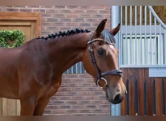 Zangersheide, Caballo castrado, 4 años, 158 cm, Castaño