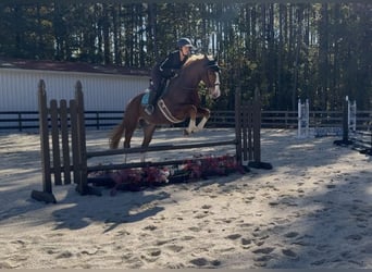 Zangersheide, Caballo castrado, 4 años, 160 cm, Alazán-tostado