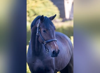 Zangersheide, Caballo castrado, 4 años, 160 cm, Castaño