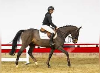 Zangersheide, Caballo castrado, 4 años, 160 cm, Castaño oscuro