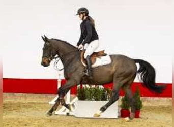 Zangersheide, Caballo castrado, 4 años, 160 cm, Castaño oscuro