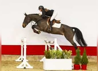 Zangersheide, Caballo castrado, 4 años, 160 cm, Castaño oscuro