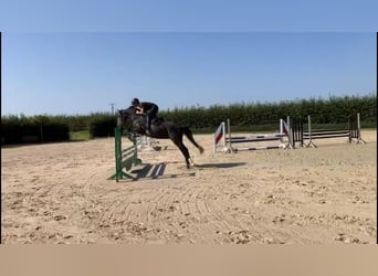 Zangersheide, Caballo castrado, 4 años, 160 cm, Tordo