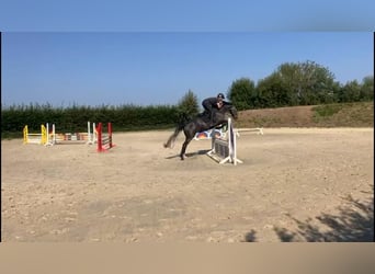 Zangersheide, Caballo castrado, 4 años, 160 cm, Tordo