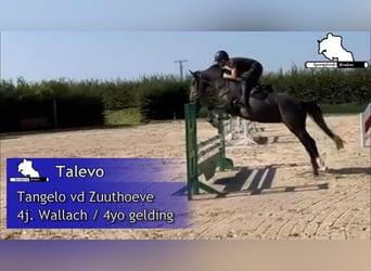 Zangersheide, Caballo castrado, 4 años, 160 cm, Tordo