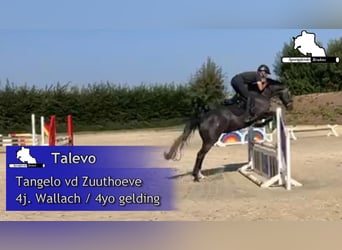 Zangersheide, Caballo castrado, 4 años, 160 cm, Tordo