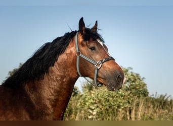 Zangersheide, Caballo castrado, 4 años, 162 cm, Castaño oscuro