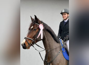 Zangersheide, Caballo castrado, 4 años, 162 cm, Castaño oscuro