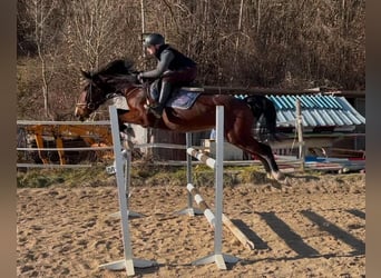 Zangersheide, Caballo castrado, 4 años, 162 cm, Castaño oscuro