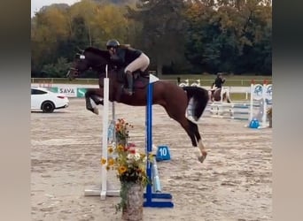 Zangersheide, Caballo castrado, 4 años, 162 cm, Castaño oscuro