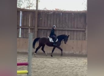 Zangersheide, Caballo castrado, 4 años, 162 cm, Castaño oscuro